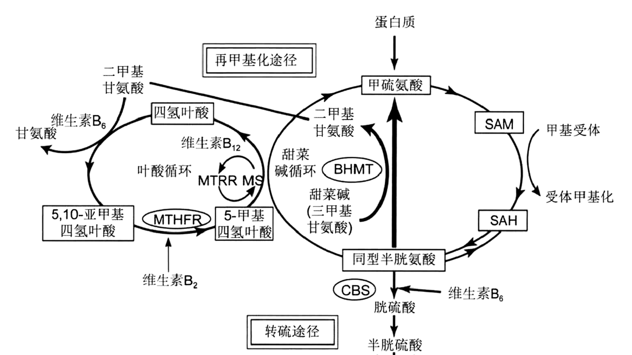 高血压与心脑血管疾病患者群——精准营养干预